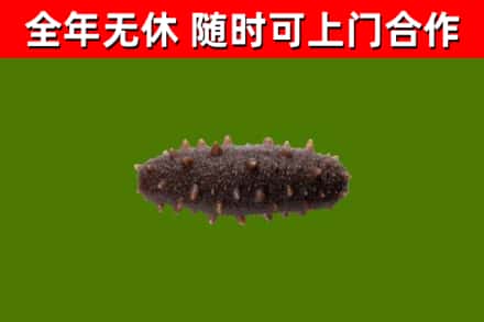邯山区回收海参干